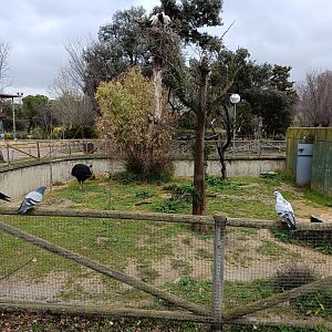 Southern cassowary exhibit