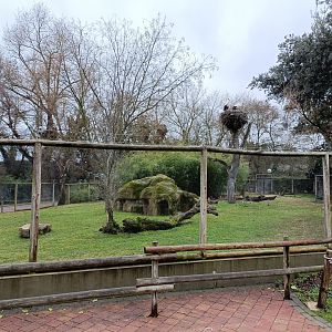 Yellow footed rock wallaby Exhibit