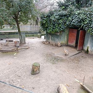 Patagonian mara exhibit