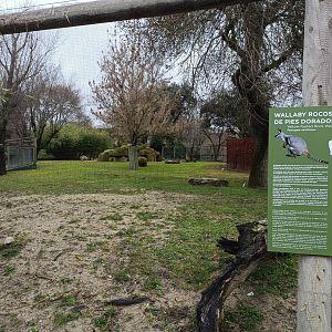 Yellow footed rock wallaby Exhibit