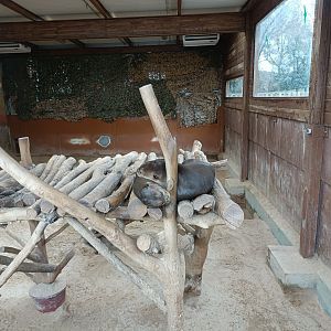 Giant otter indoor exhibit