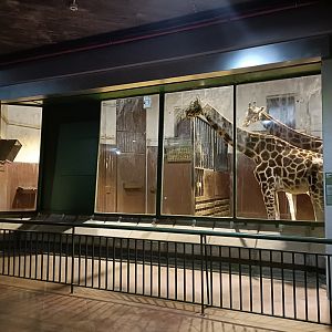 Giraffe indoor exhibit