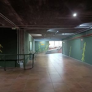 Inside Gorilla house