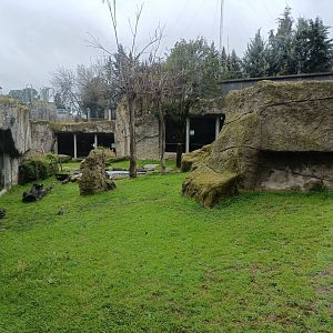 Gorilla exhibit
