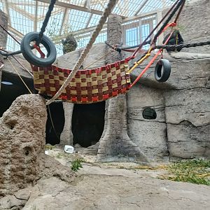 Gorilla indoor exhibit