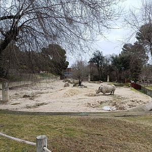 White rhino exhibit