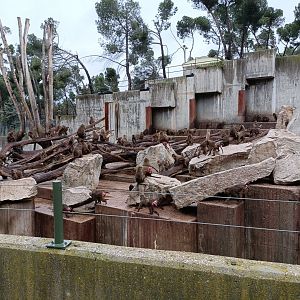 Baboon exhibit