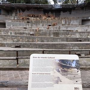 Barbary sheep exhibit