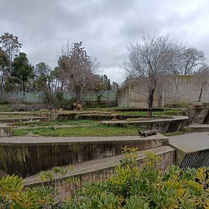 Asiatic lion exhibit