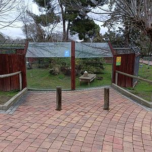 Black and white ruffed lemur exhibit