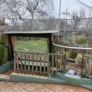 Bornean orangutans exhibit