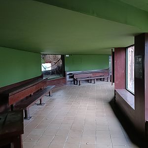 Bornean orangutans house