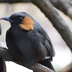 Rufous-cheeked laughingthrush