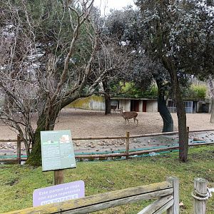 Red deer exhibit