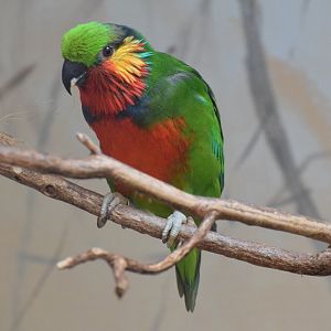 Edwards's fig parrot