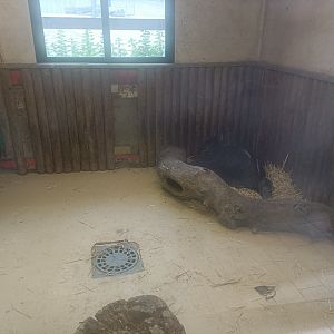 Giant anteater indoor exhibit