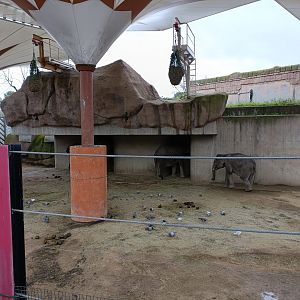Asiatic elephant exhibit