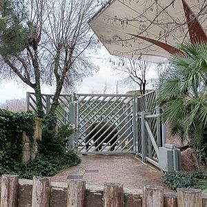 Asiatic elephant exhibit