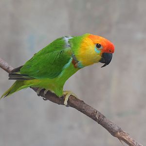 Large fig parrot