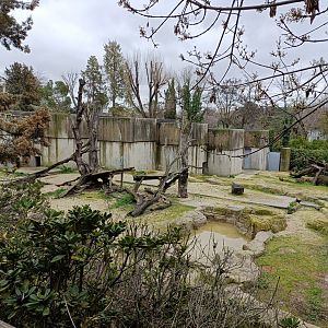 Asian black bear exhibit