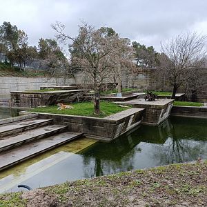 Siberian tiger exhibit