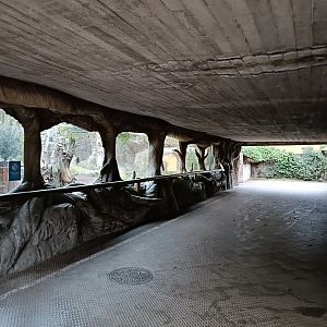 Southern ground hornbill exhibit