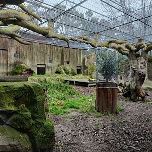 Southern ground hornbill exhibit