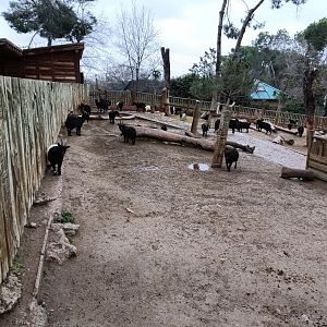 African goat exhibit
