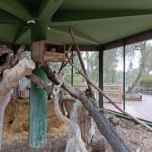 Barn owl exhibit