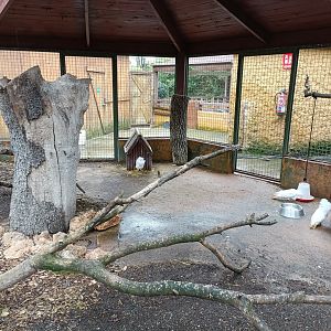 Jacobin pigeon exhibit