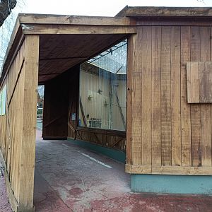 Lesser kestrel exhibit