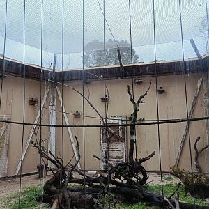 Lesser kestrel exhibit