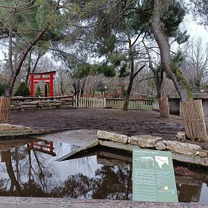 Female indian rhino exhibit