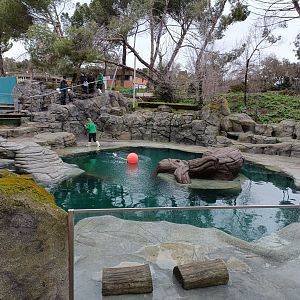 Grey seal exhibit