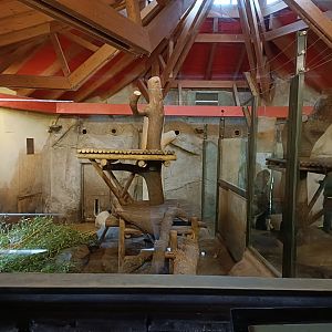 Panda indoor exhibit