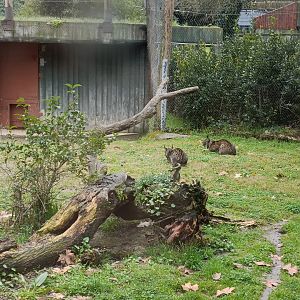 Jazmin and Kalama, Spanish lynx