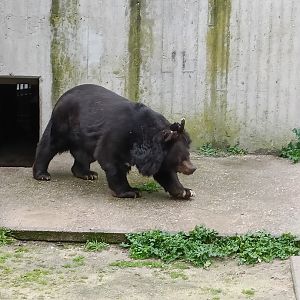 Asiatic black bear
