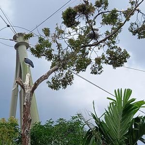 Three storks and some pigeons in one tree