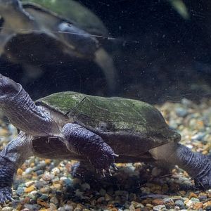 Indian black turtle (Melanochelys trijuga)