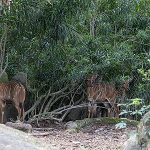 Nyala (Tragelaphus angasii)