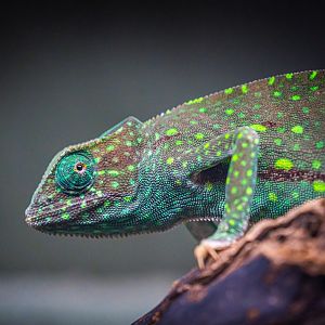 Senegal Chameleon
