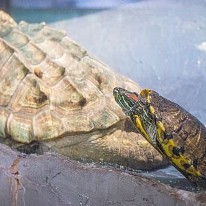 Alligator Snapping Turtle and Red-eared Slider