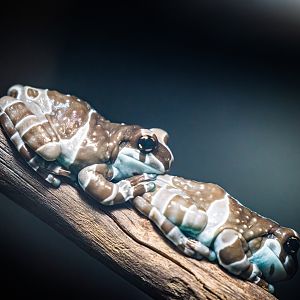 Amazon Milk Frogs