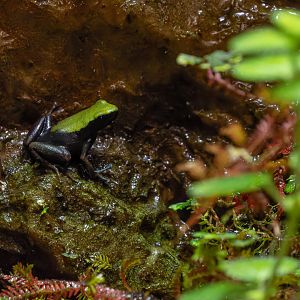 Climbing mantella (Mantella laevigata)