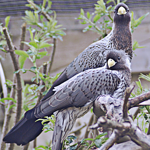 Western Plantain-Eaters - Birdland 2024