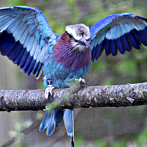 Lilac-Breasted Roller - Birdland 2024