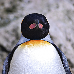 King Penguin front on - Birdland 2024