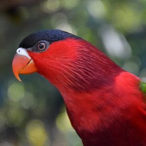 Fergusson purple-bellied lory (Lorius hypoinochrous devittatus)