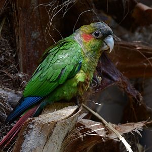 Blood-eared parakeet (Pyrrhura hoematotis hoematotis)
