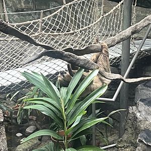 Natural Encounters-Sloth